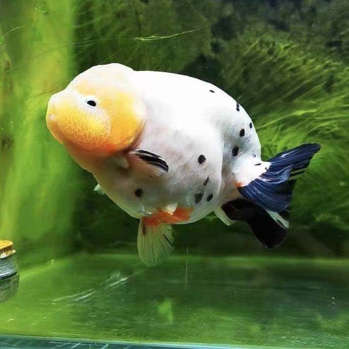 精品兰寿观赏鱼奶牛红白玉兔水墨鱼苗招财淡水鱼包活渔场直销46cm兰寿