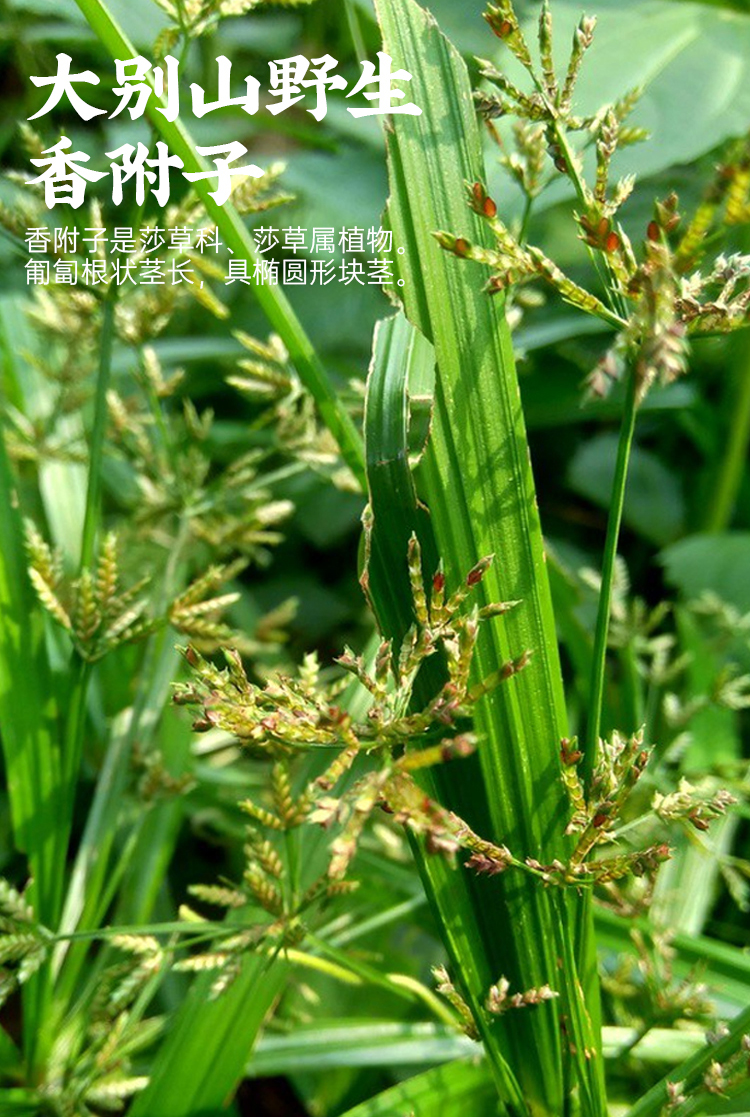 野生香附子中药材500g香附茶 生香附炒香附醋香附醋制 香附粉 生香附