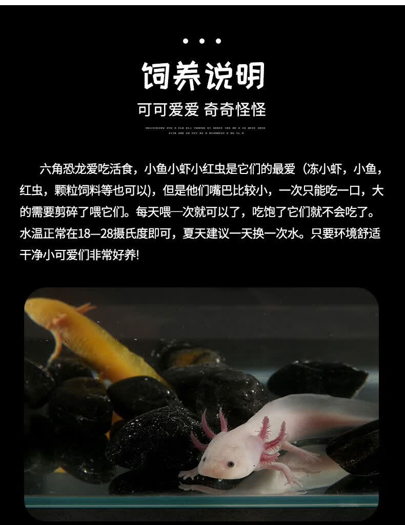 六角恐龙鱼蝾螈活物冷水淡水鱼好养耐活金鱼锦鲤观赏鱼爬行宠物鱼 8