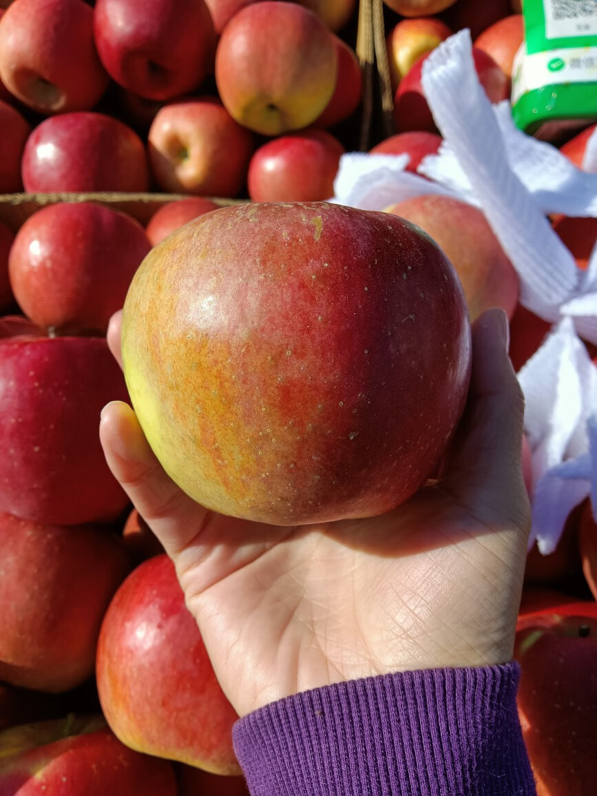 源外 集安寒富苹果东北特产苹果集安苹果特产水果东北耐寒苹果五斤