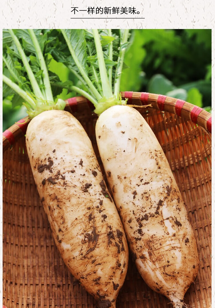 媚调 密农人家蔬菜新鲜现拔现发白玉小萝卜白萝水分多不发糠大萝卜400