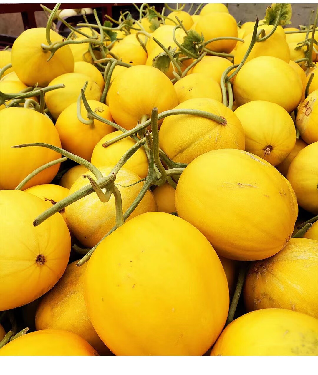 陕西阎良黄金蜜瓜新鲜现摘现发当季水果甜瓜 黄金蜜瓜(优选) 带箱4.75