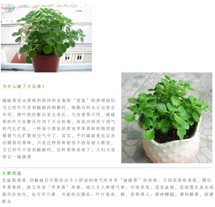 碰碰香碰碰香盆栽 香草多肉植物驱蚊 驱虫净化空气绿植花卉t2 一抹香
