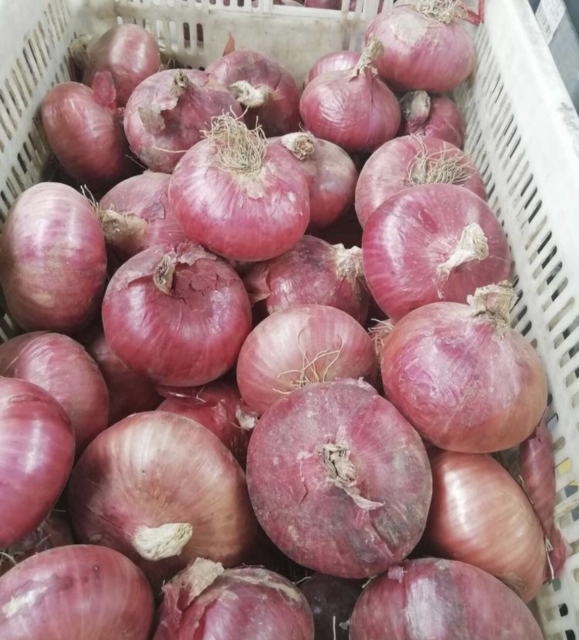 朵蕙山东二红扁洋葱肉质粉嫩微辣洋葱可生吃新鲜圆葱精选5斤装 3斤