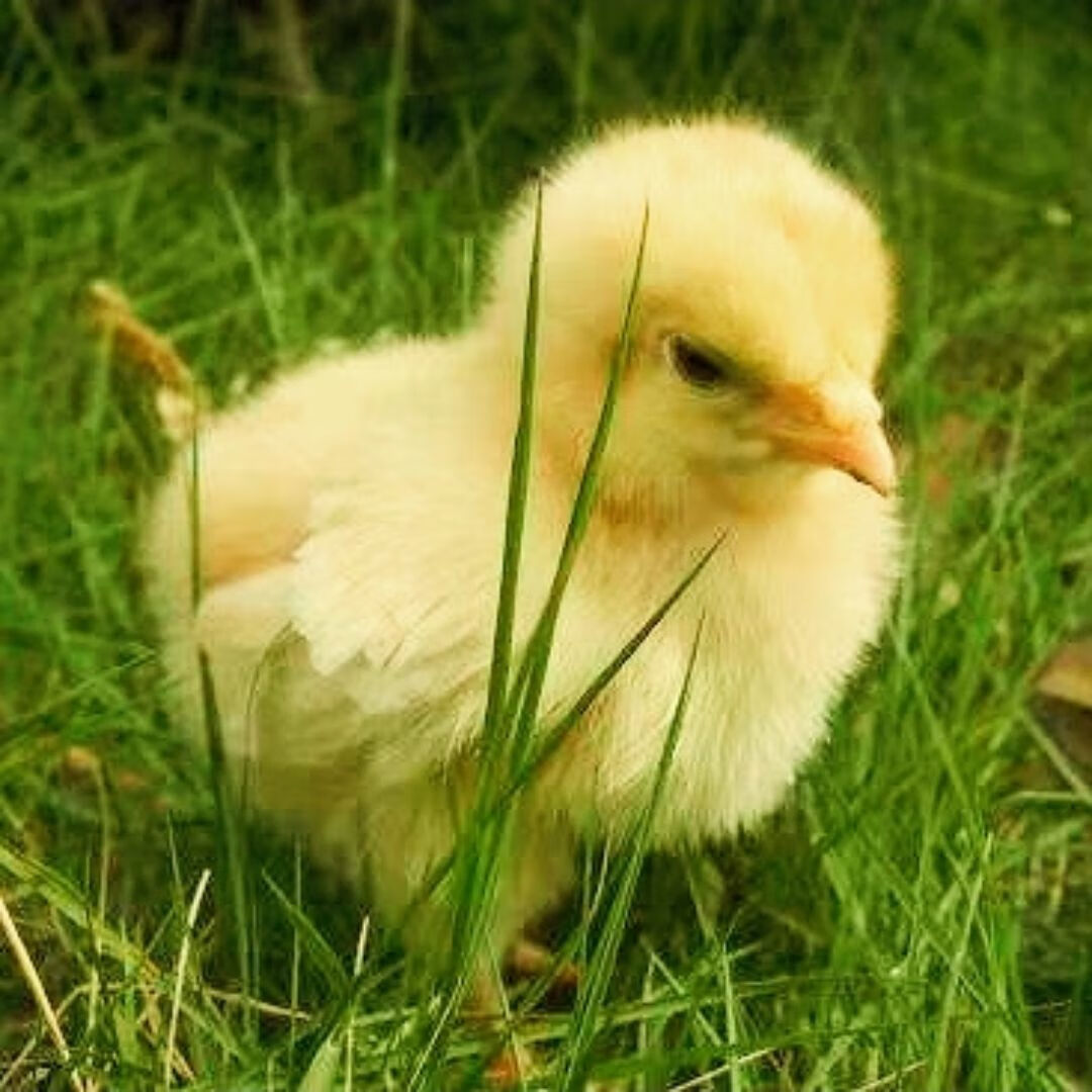 儿童宠物可爱小黄鸡小鸡仔宠物活体陪伴成笨鸡活物好养包活可爱萌萌