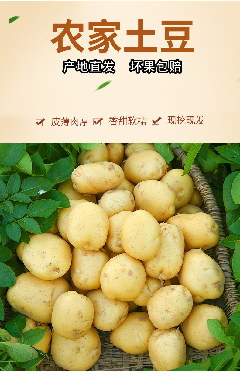 批发价新鲜黄皮土豆马铃薯当季蔬菜高山洋芋小土豆现挖现发精选净重