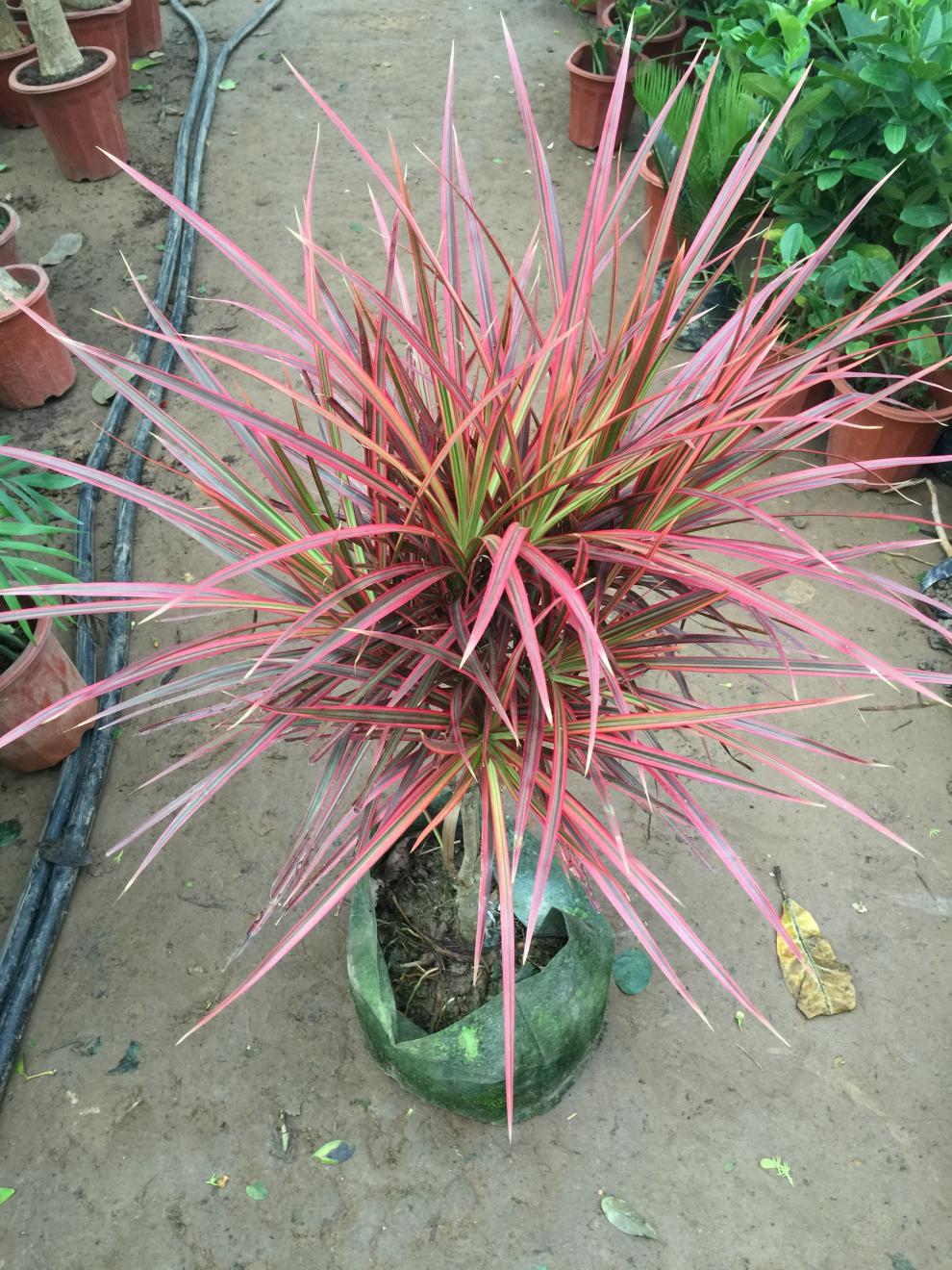 七彩铁盆栽 七彩马尾铁 七彩铁树苗 三色龙血树 红竹观叶植物 矮分叉3