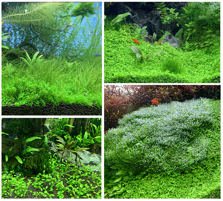 ada亚马逊水草泥鱼缸底砂造景草缸新一代国产ada水草泥种植土种子基肥