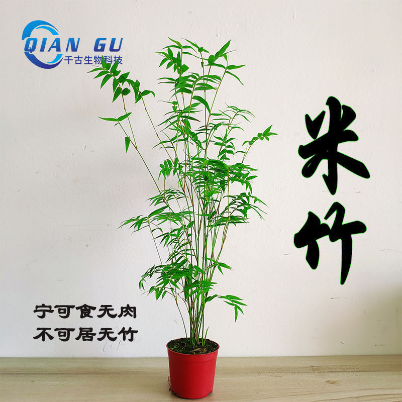 澜墨竹子盆栽竹苗米竹盆景植物姬翠竹室内微观盆景四季常青驱蚊米竹一盆 原盆发货 图片价格品牌报价 京东