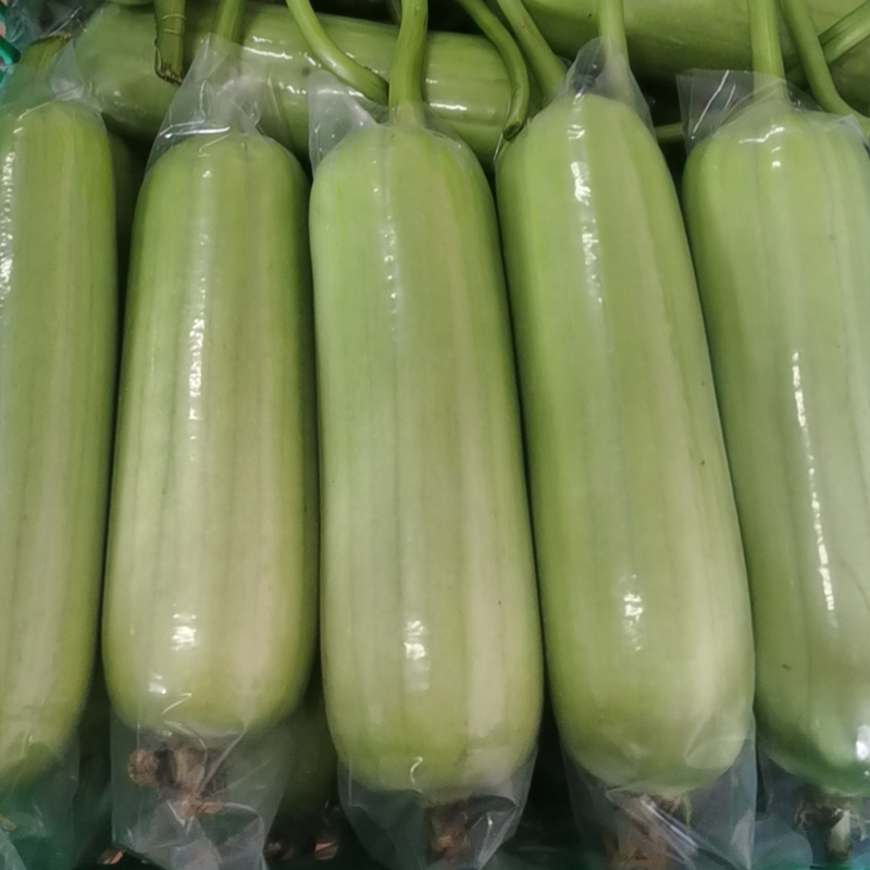 农之子 白丝瓜种子大全白玉白关湖南 农之子香玉白