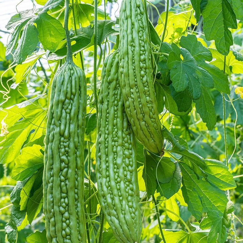 山东新鲜苦瓜5斤现摘现发农家自种蔬菜当季凉瓜1斤3斤产地直发试吃