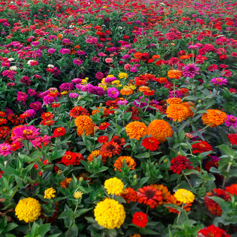 百日草种子混色百日菊花籽四季开花室外庭院阳台步步高花种籽易活菜友