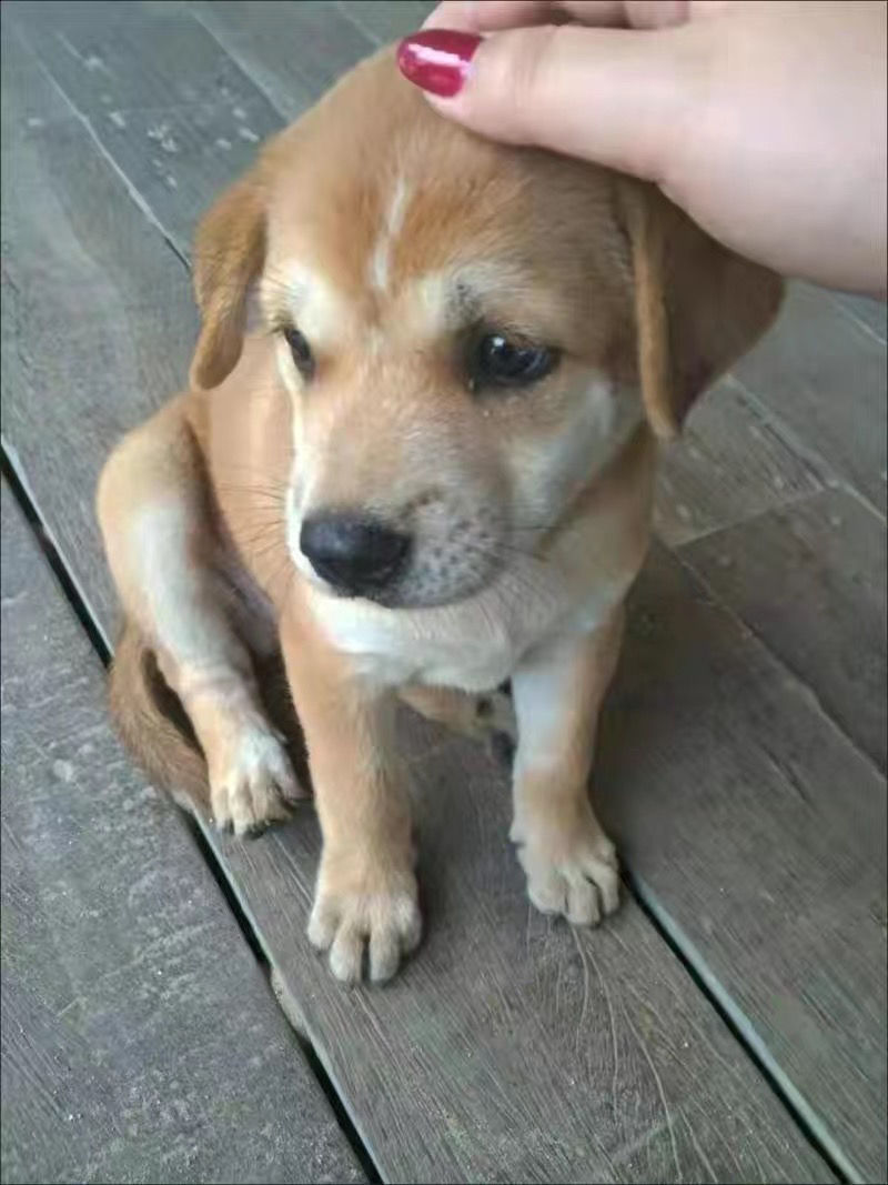 黄土狗幼犬图片