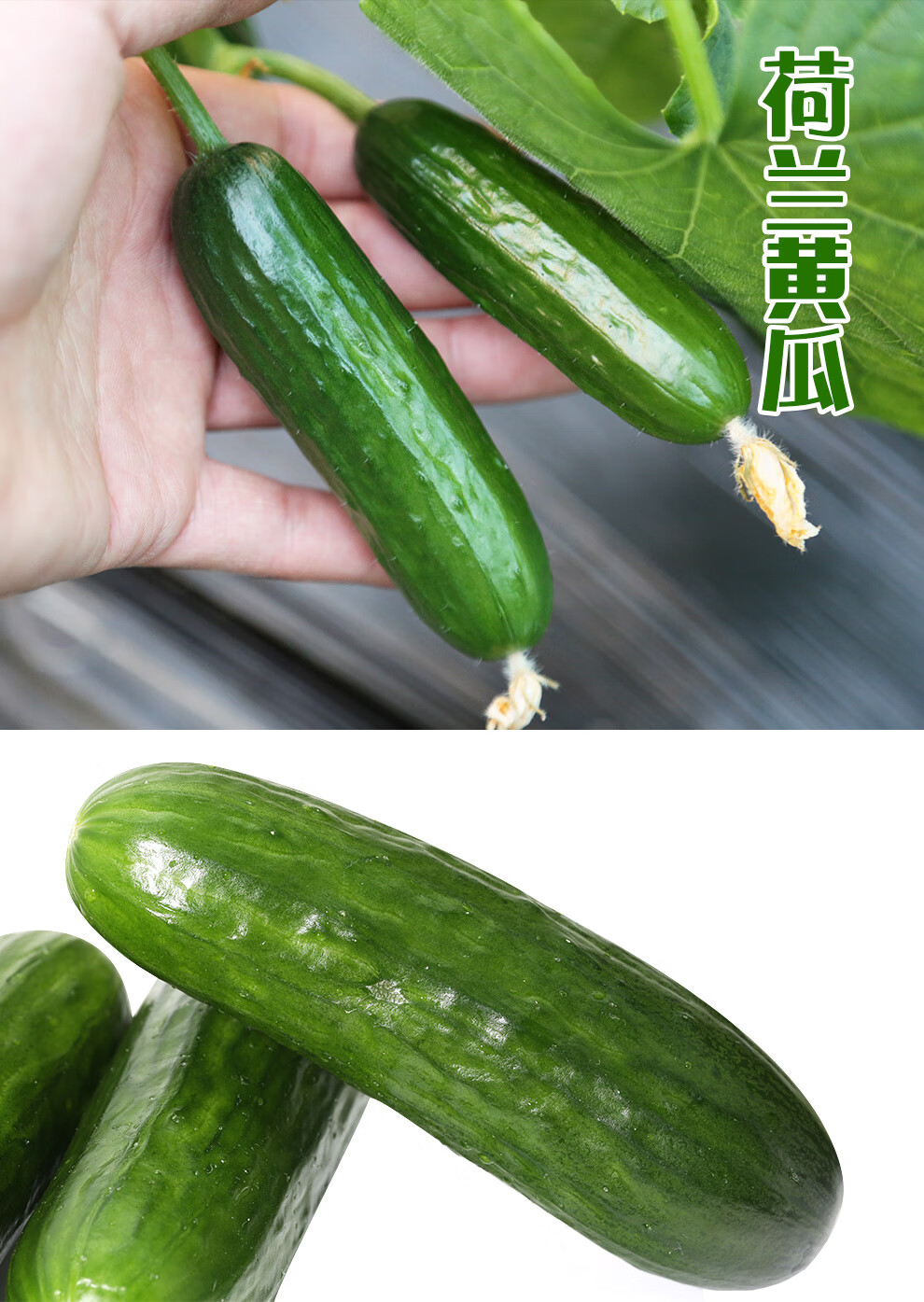 自种荷兰绿黄瓜 现摘生吃水果黄瓜 新鲜蔬菜嫩黄瓜 荷兰黄瓜4斤【图片