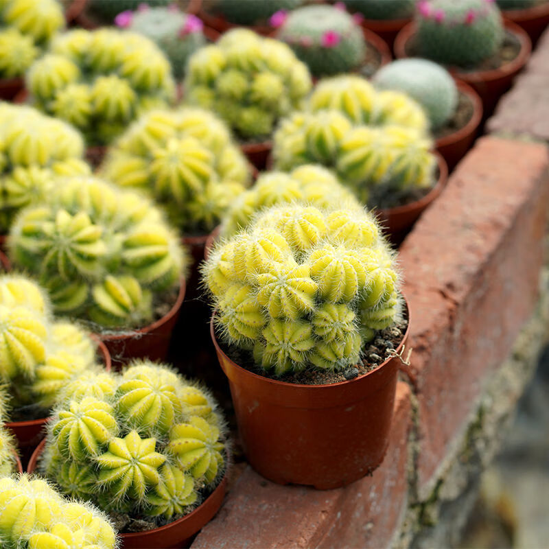 多头开花仙人球群生银光锦办公室防辐射桌面组合盆栽多肉植物批发麦桑