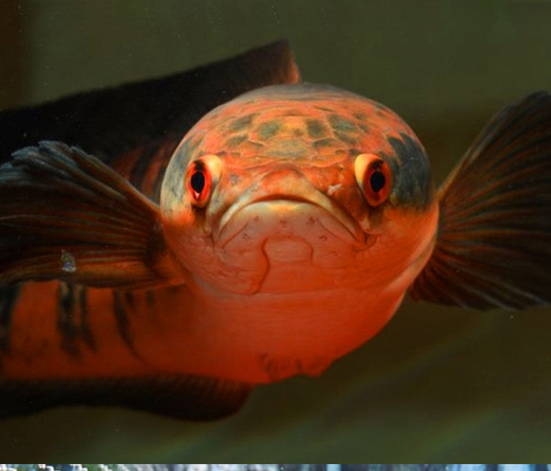 雷龍魚飼料黃金眼鏡蛇七彩虹雷龍魚食阿薩姆巴卡鉛筆髮色專用魚糧促進