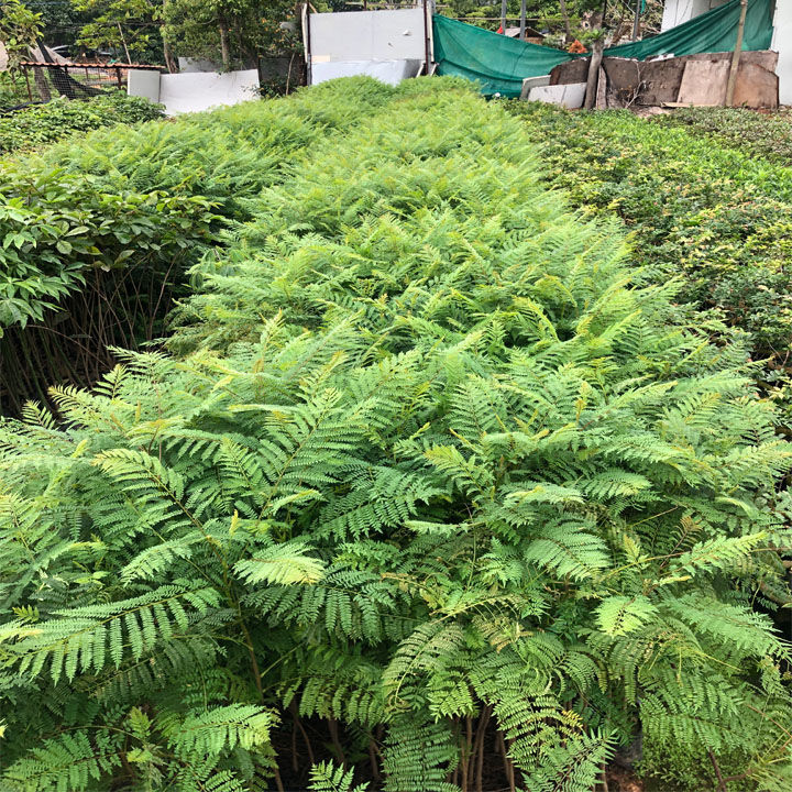 凤凰树小苗红花楹树苗庭院名贵风景树树苗四季绿化植物盆栽 凤凰木 1.