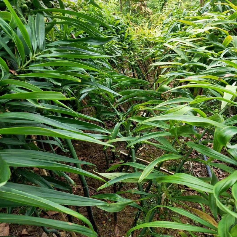 药材种子种苗老虎姜种苗高杆姜型不倒苗黄精种子鸡头黄精去皮净种500g