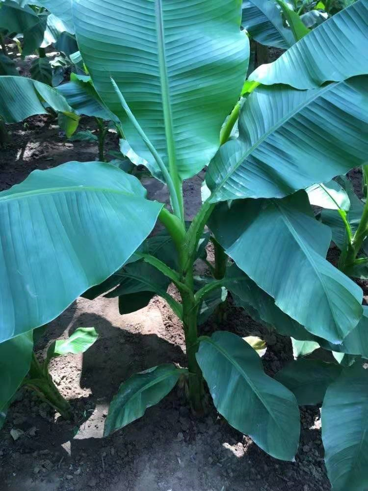 庭院大型绿植花卉芭蕉苗 北方耐寒观赏芭蕉树苗盆栽大叶植物室内 粗8
