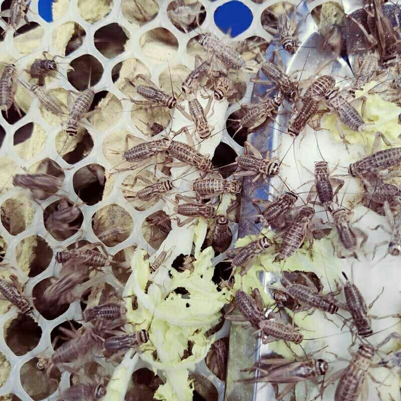胜帆誉黑蟋蟀油葫芦发育卵蜥蜴蜘蛛胡蜂食物饵料斗虫口粮鱼鸟活虫 油