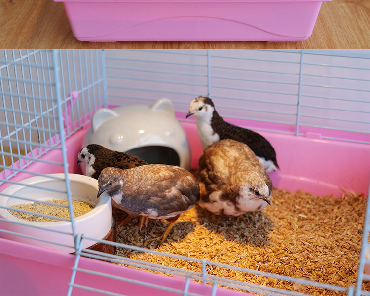 芦丁鸡蓝胸温带活体鸡包活阳台小宠下蛋鸡鸟 银色2