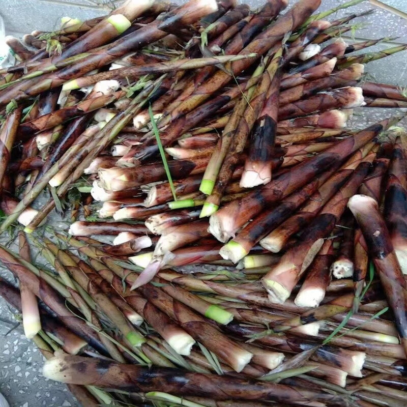 徽绝2022小竹笋新鲜春笋去壳去老跟嫩笋尖徽州高山竹林燕笋蔬菜火锅笋