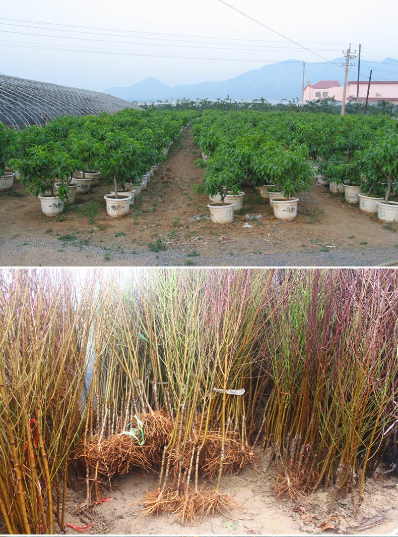 楠致蟠桃苗特大早熟中潘桃树嫁接苗黄金油蟠桃树南北方种植当年结果树