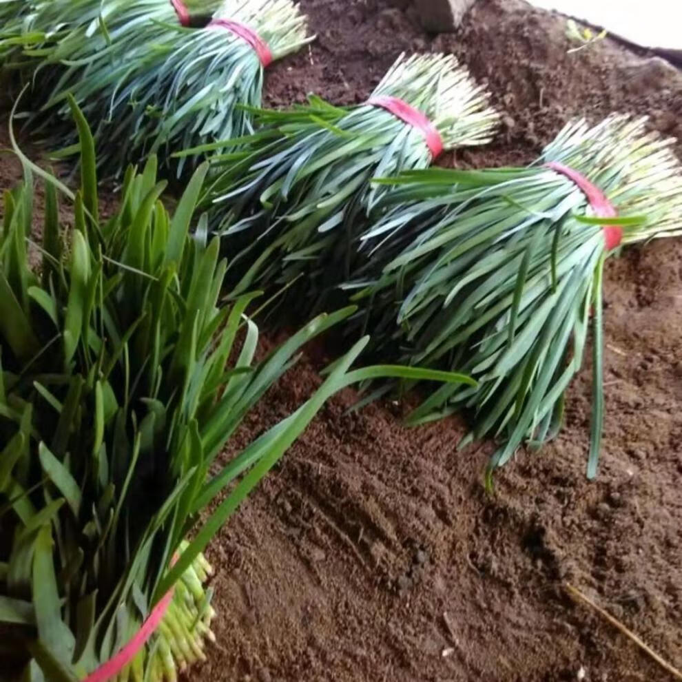 轻恋农家露天绿韭菜新鲜名嫩韭菜应季时令蔬菜现割3斤现割头茬韭菜