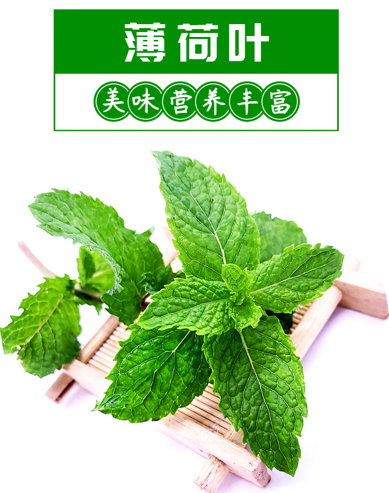 顺丰新鲜薄荷叶清凉可食用烘焙泡酒香料150g