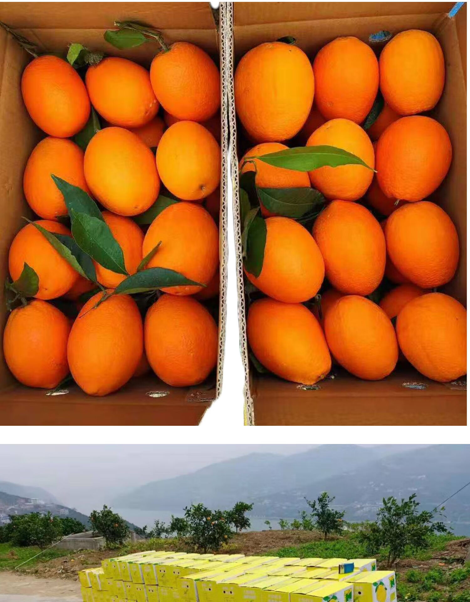 时染shiran正宗重庆奉节纽荷尔20斤脐橙当季现摘孕妇新鲜水果甜橙子10