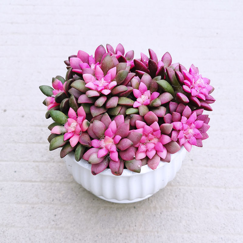 【迎春花】多肉植物盆栽室内绿植花卉新手好养花草客厅阳台节日花