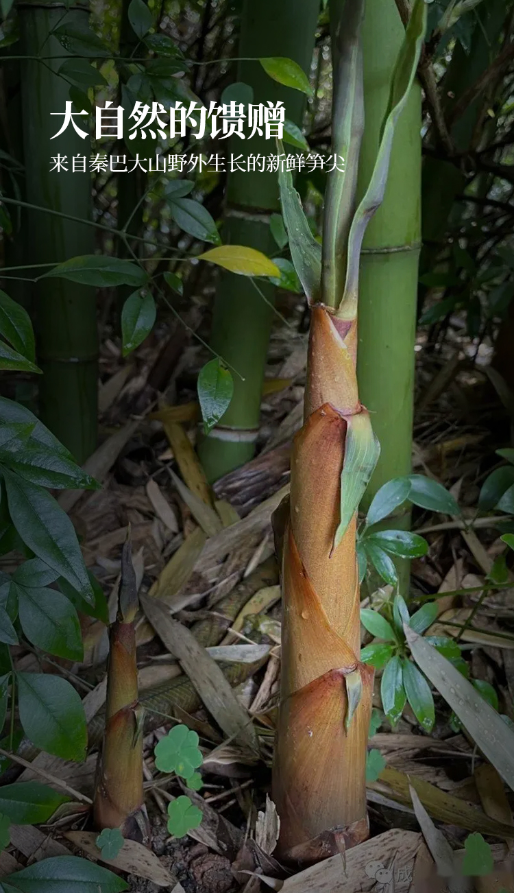 守望大山秦岭野地生长新鲜细竹笋鲜采现摘带壳细嫩竹笋新鲜食材带壳