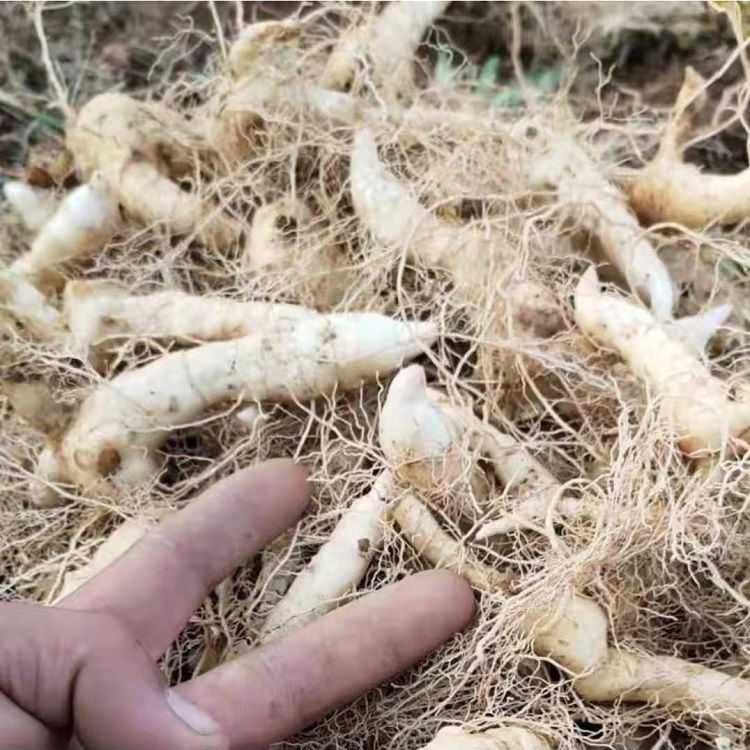 伟博批发鸡头黄精苗全芽头基地直发包教技术包成活药材100株 100个一