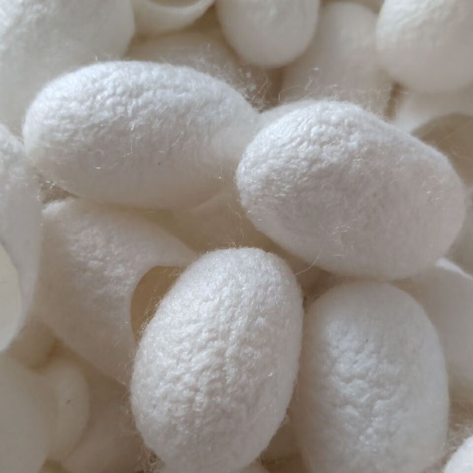 蚕茧天然蚕茧开口蚕茧壳一级蚕茧球开口210只装