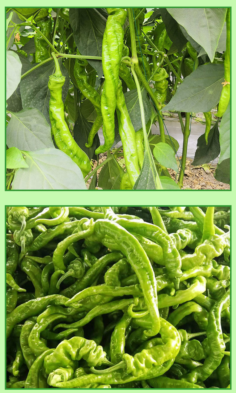 四川凉山螺丝椒新鲜批发薄皮青椒微辣香辣虎皮嫩现摘现发 10斤香辣
