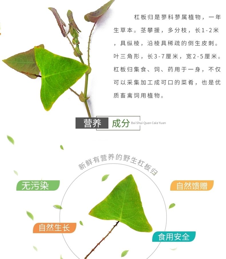 蛇倒退草药功效图片