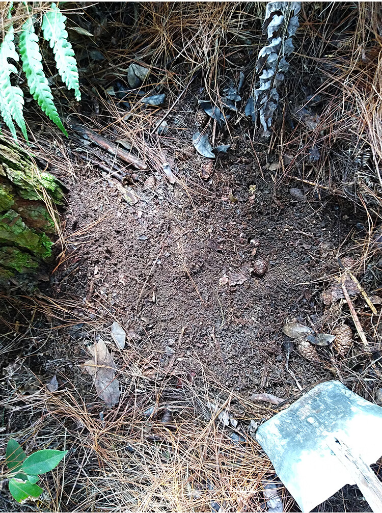 松针土天然松针腐殖土养龟兰花种菜黄缘龟专用山土垫材颗粒红土矿顾致