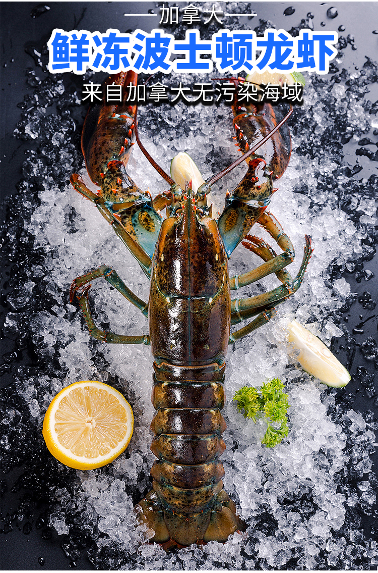 沃鲜客 活冻波士顿龙虾2-15斤1只鲜活冷冻超特大龙虾海鲜水产2-15斤