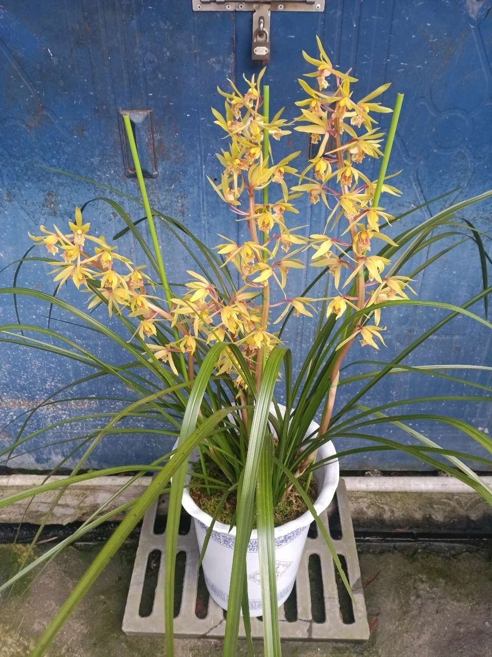 浓香 兰花 九头兰 惠兰 春兰花苗草植物花卉盆景 蕙兰一棵11-12苗连体