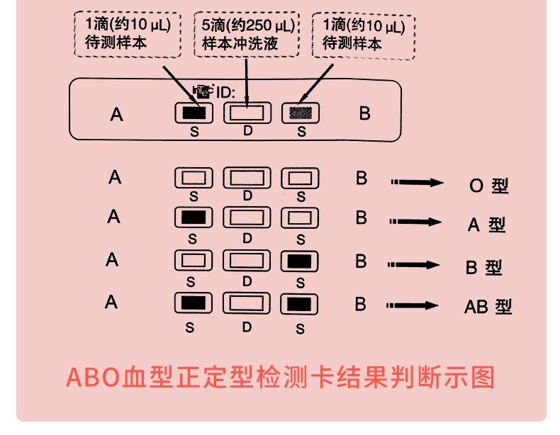 rhd熊猫血型检测卡abo普通血型筛查血型检测试纸准确快速配件齐全 abo