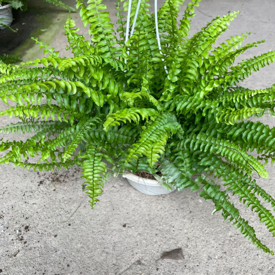 波士顿蕨盆栽垂吊驱蚊绿植物办公室内好养四季常青净化空气除甲醛