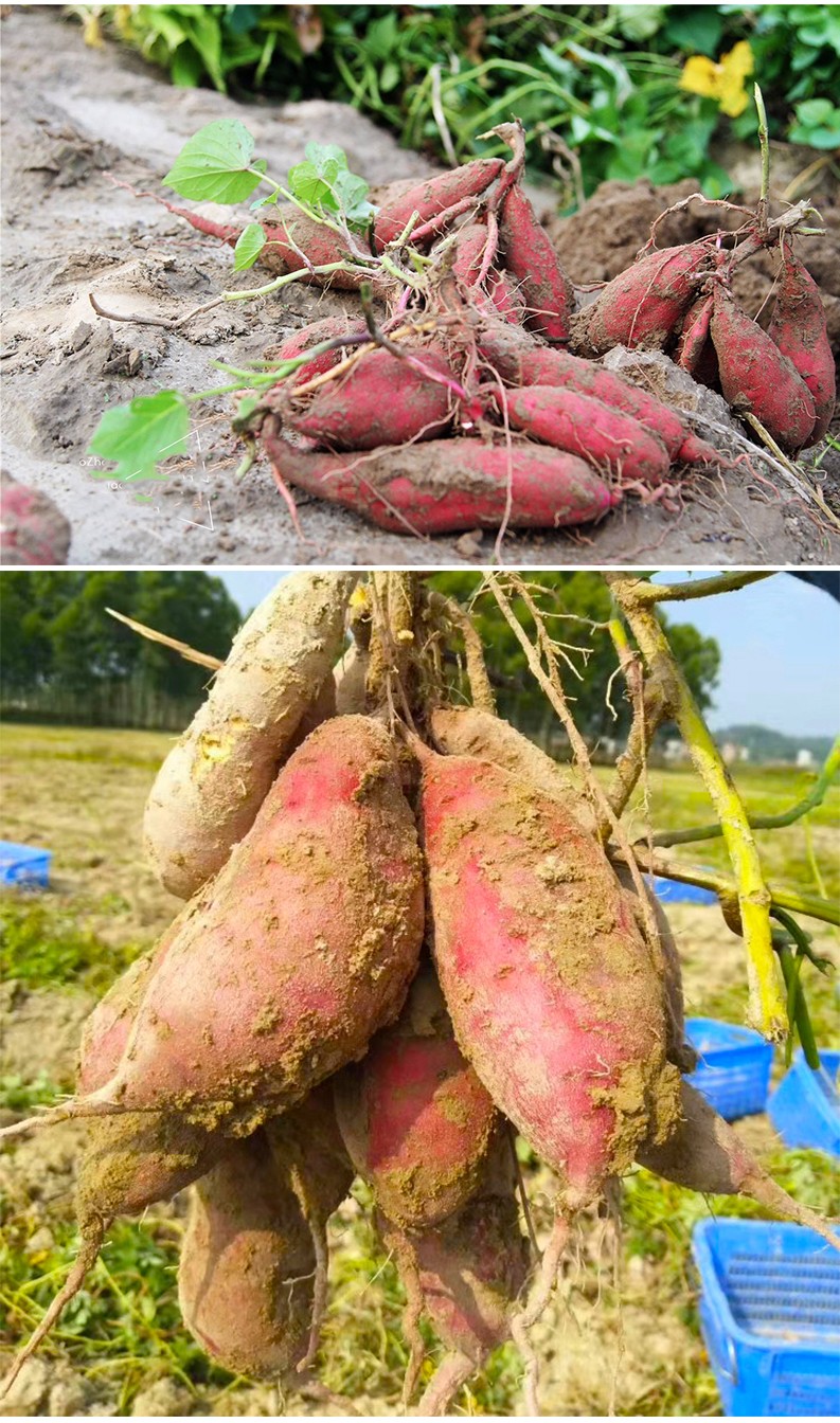 乌岽山 茂名高州特产红薯地瓜农村新鲜现挖 西瓜红 2.5kg