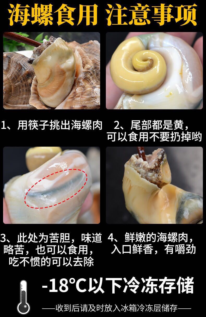 海螺脑子部位图示图片