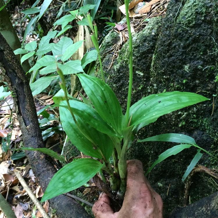 有仁堂鲜品见血清野生新鲜中草药见血青鲜品新鲜见血清5市斤