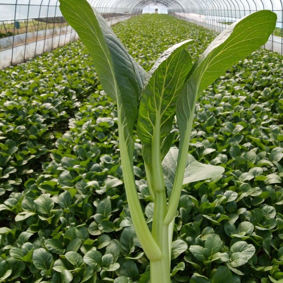 新鲜蔬菜广东菜心菜苔新鲜蔬菜3斤装3斤