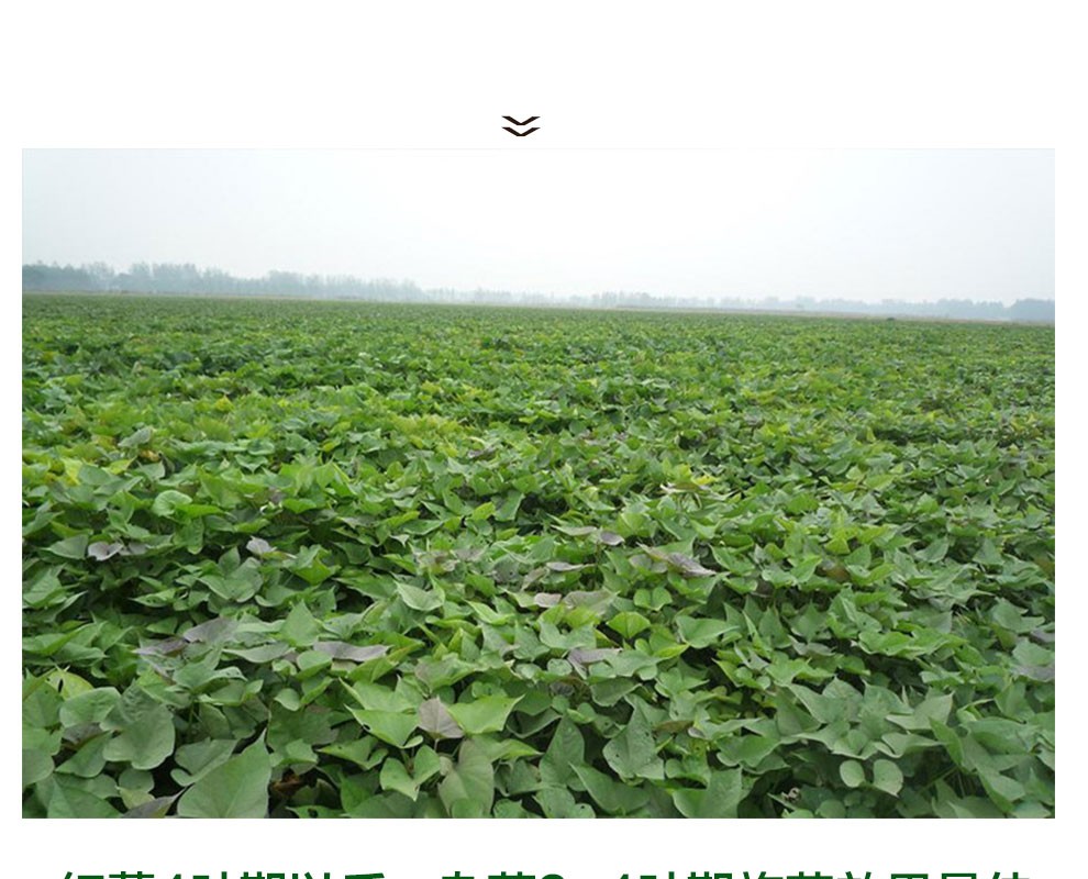 红薯苗后专用除草剂不伤苗红苕地瓜番薯地除草剂精喹禾灵唑嘧磺草胺禾