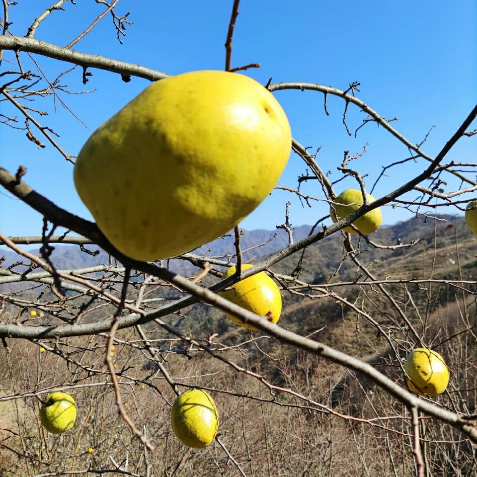 车载闻香木瓜熏香增香除异味宣木瓜秦岭山区黄木瓜天然香木瓜 1斤