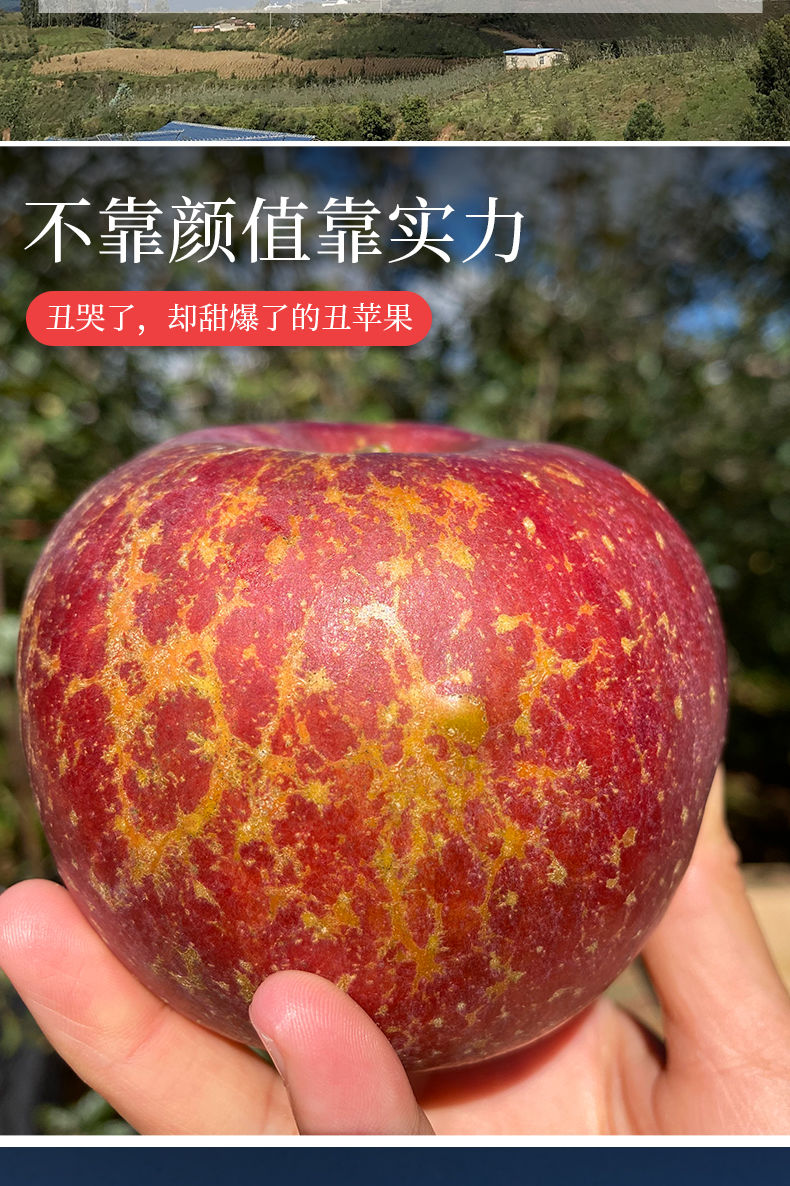 精选生鲜正宗大凉山丑苹果冰糖心脆甜新鲜当季水果红富士苹果水果批发