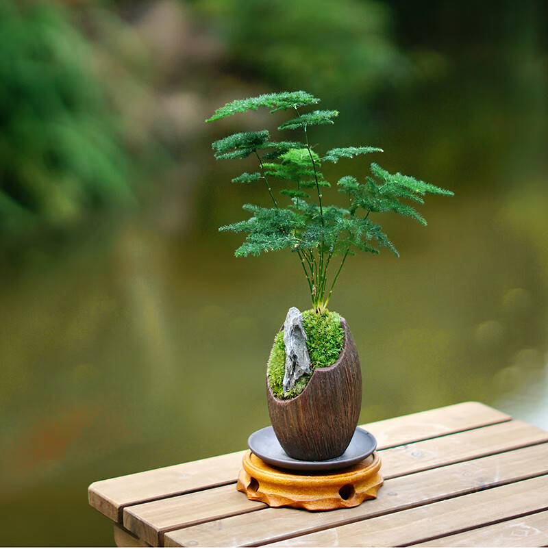 文竹山水盆栽观叶办公桌室内窗台桌面禅意绿植客厅书房苔藓趣味枯木盆