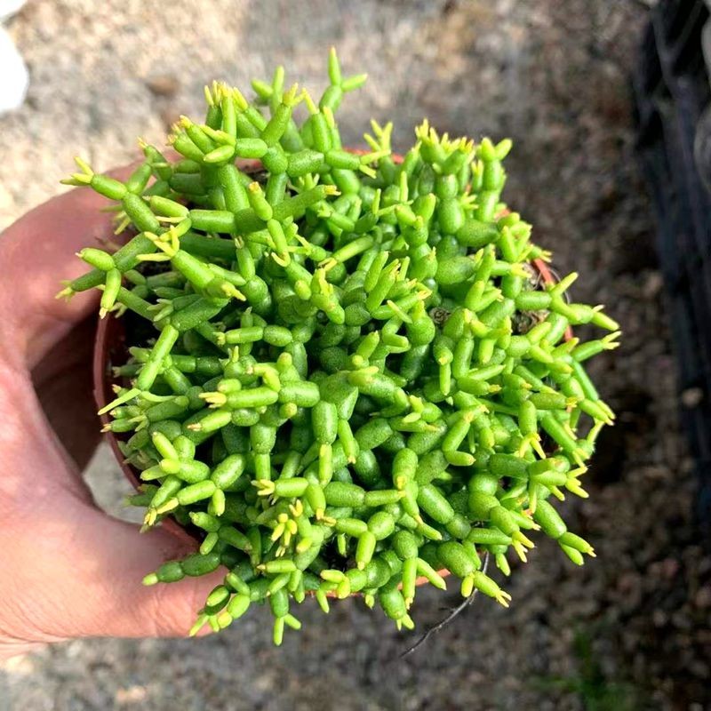 花络阁 木偶人多肉植物莲藕青柳木偶人办公室室内阳台桌面绿植园艺